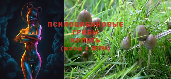 ПСИЛОЦИБИНОВЫЕ ГРИБЫ Абаза